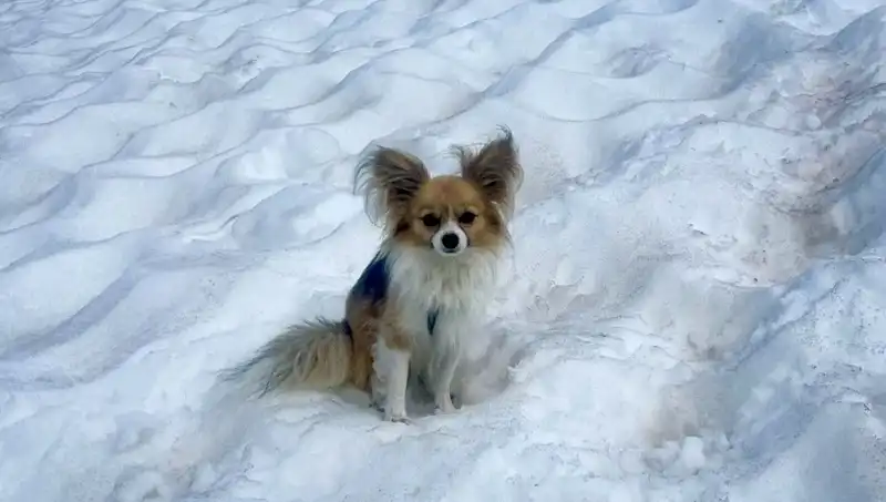 Buzul Yarığındaki Adamı Hayata Döndüren Kahraman: Köpek!