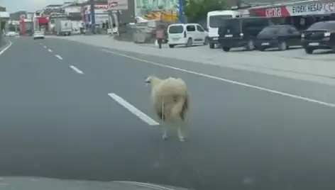 Yalova'da Kaçan Kurbanlık, Trafikte Kaos Oluşturdu!