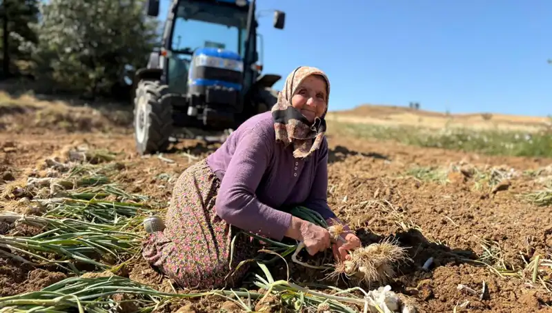 Selenyum Zengini Tarım Ürünü: Günlük 1200 Lira Değere Ulaşan Hasat!