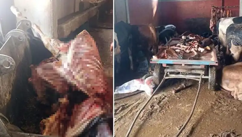 Adana’da Şok Gelişme: 2,5 Ton At Eti ve 4 Kurtarılan At