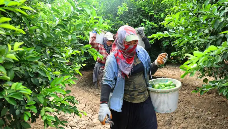 Marketteki Sebze ve Meyve Fiyatları Düşmeye Başladı: Yeni Hasat Coşkusu