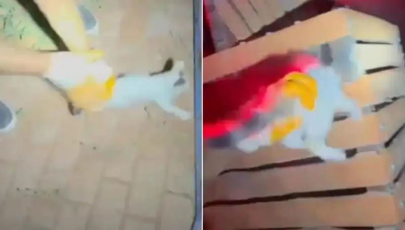 Gece Yarısı İtfaiyeden Yürekleri Isıtan Kedi Kurtarma Operasyonu