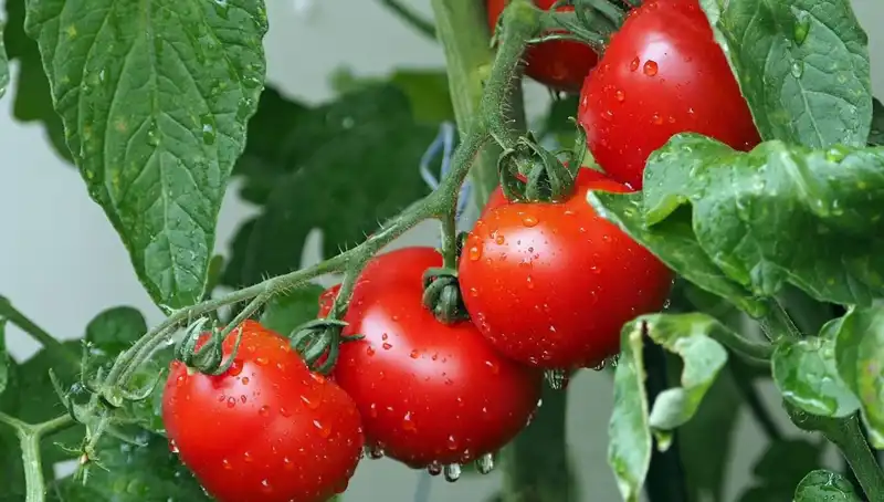 Domateslerin Tarihi; Milyonlarca Yıl Öncesine Dönüş Yaptı!