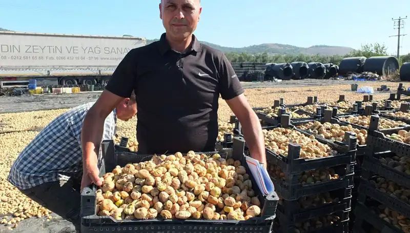 Balıkesir Tarımında Yenilik: Çin ve Rusya'ya İhraç Edilen Hasat Sezonu Başladı