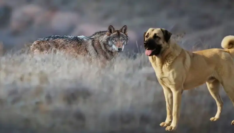 Kangal Köpeği Talebindeki Artışın Nedenleri: Kurt Popülasyonu Yükseliyor