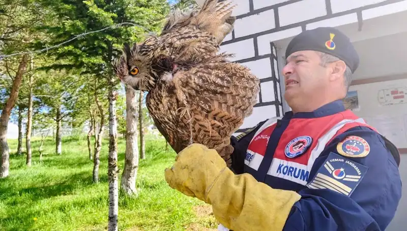 Dikenli Tellere Takılan Puhu Kuşu Tedavi Edildi: Doğa Aşkına Dikkat Çekiliyor