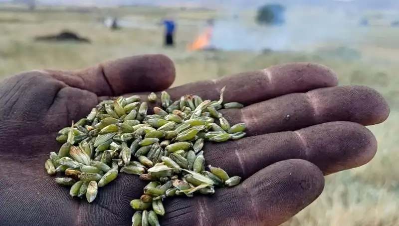 Firik Sezonu Başladı: Bu Yılın Lezzet Dolusu Pirinç Alternatifi