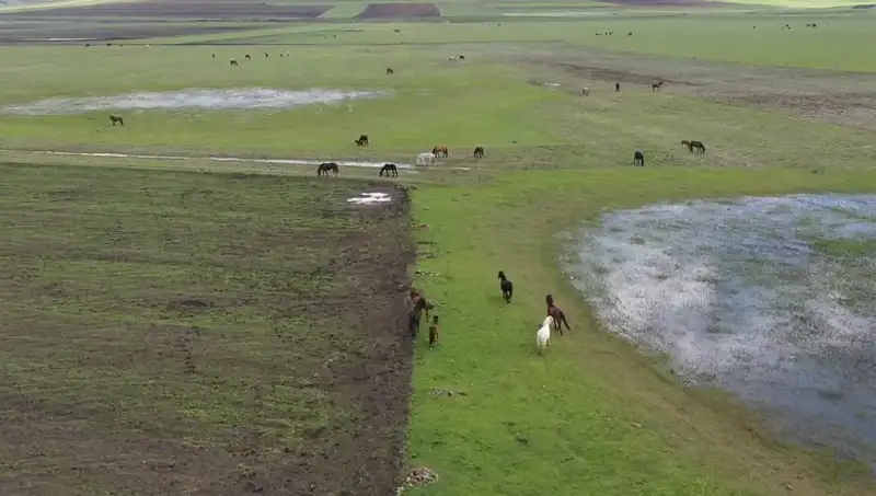Kars’ın Doğasında Yılkı Atları: Doğanın Büyüsü ve Hayvanların Zarafeti
