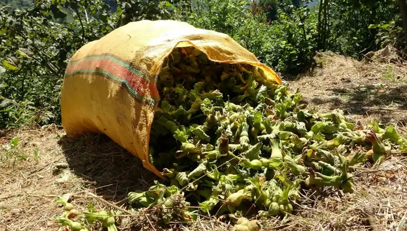 Giresun'da Fındık Hasadı Başladı: Verim ve Kalite Beklentileri Neler?
