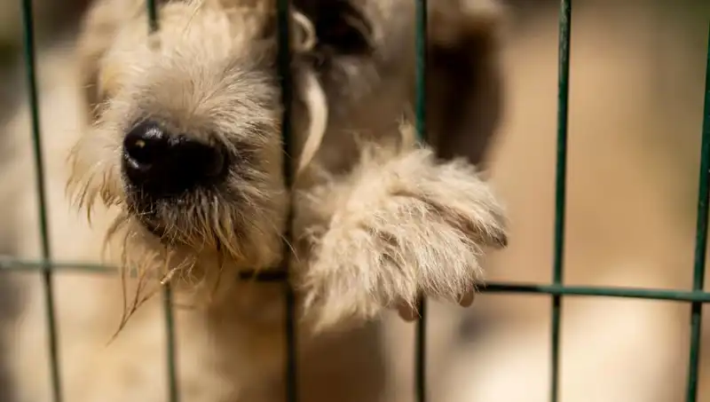 İş Stresi Köpeklerin Sağlığını Tehdit Ediyor: Bilinmesi Gerekenler