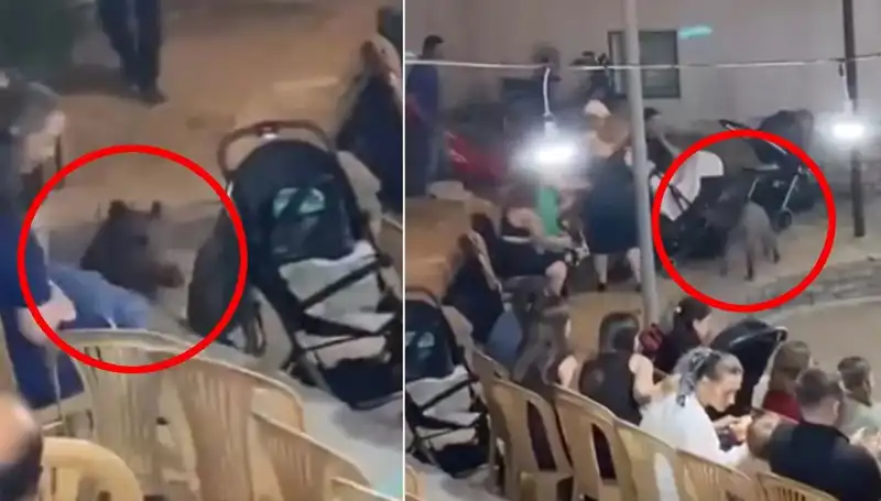 Düğün Törenine Gururlu Bir Misafir: Yaban Domuzu Olayı