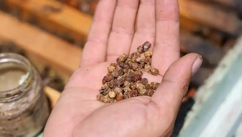 Eskiden Çöpe Atılan Bu Besin Artık Efsane Bir Protein Kaynağı!