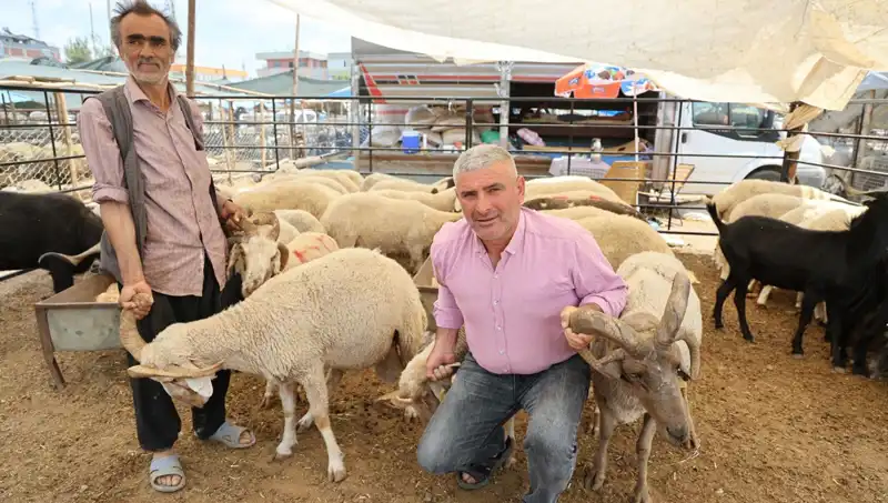 Kurban Pazarlarının Kralları: 4 Boynuzlu Koçlar Neden Tercih Ediliyor?