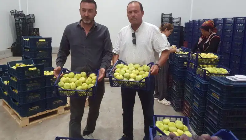 Mersinli Çiftçi, Domates İhracatında Yeni Rekor Kırdı!