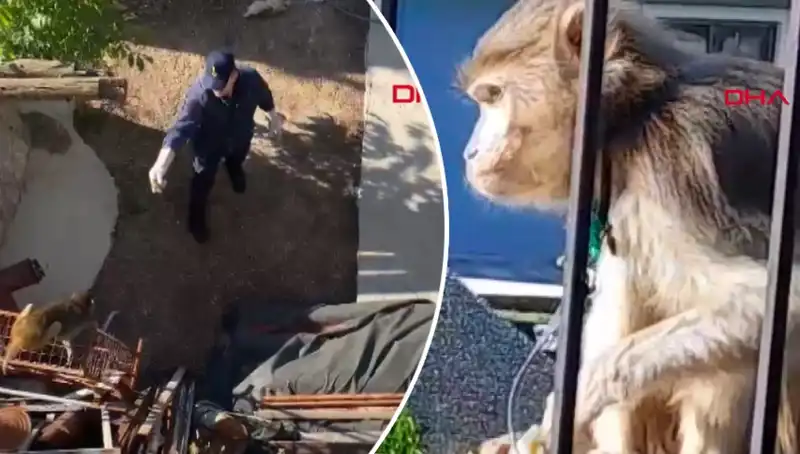 Muğla'da Şaşkınlık Yaratan Maymun Kovalamacası: Yerel Halk Hayretler İçinde!