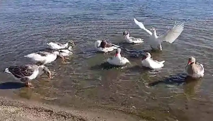 Denizde Yüzdükleri İçin Şikayet Edilen Kazlar Kümeste Tutulmaya Başlandı