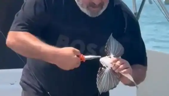Saros Körfezi'nde Yakalanan Nadir Kırlangıç Balığı Tüm Dikkati Üzerine Topladı