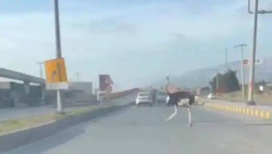 Trafikte Deve Kuşu Görülmesi: Şehir İçi Kaotik Bir An!
